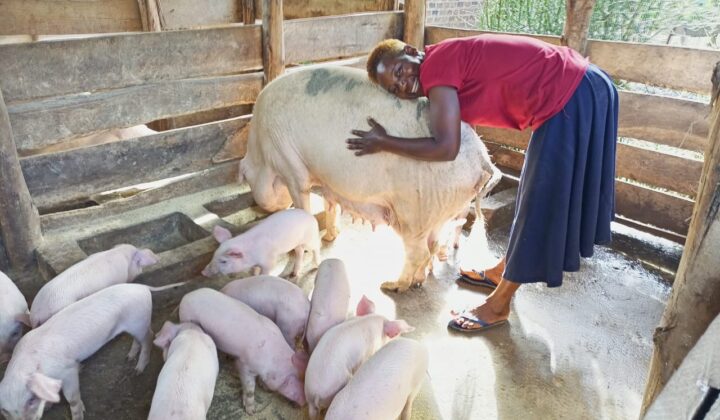 https://wwkisoboka.org/wp-content/uploads/2022/04/ACCESS-woman-Nalubowa-Aidah-in-red-top-and-blue-skirt-with-her-pig-720x420.jpeg